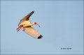 White-Ibis;Ibis;Eudocimus-albus;Flight;Flying-bird;action;aloft;behavior;flight;